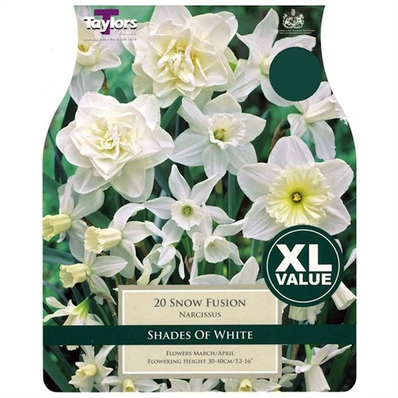 Taylors Bulbs Narcissi Snow Fusion - Pack of 15 (XL143)