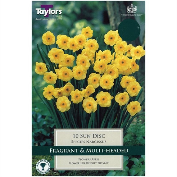 Taylors Bulbs Narcissi Sun Disc - Pack of 9 (TP255)