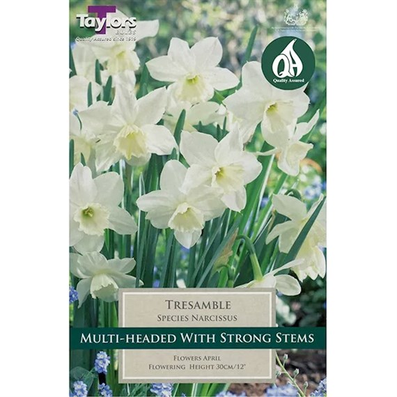 Taylors Bulbs Narcissus Tresamble - Pack of 6 (TP1131)