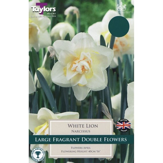 Taylors Bulbs Narcissus White Lion - Pack of 5 (TP148)