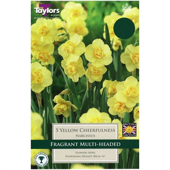 Taylors Bulbs Narcissi Yellow Cheerfulness - Pack of 6 (TP135)