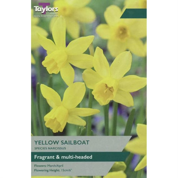 Taylors Bulbs Narcissus Yellow Sailboat - Pack of 8 (TP234)