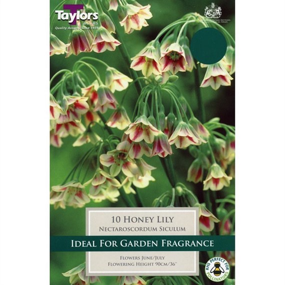 Taylors Bulbs Nectaroscordum Siculum - Pack of 8 (TP804)
