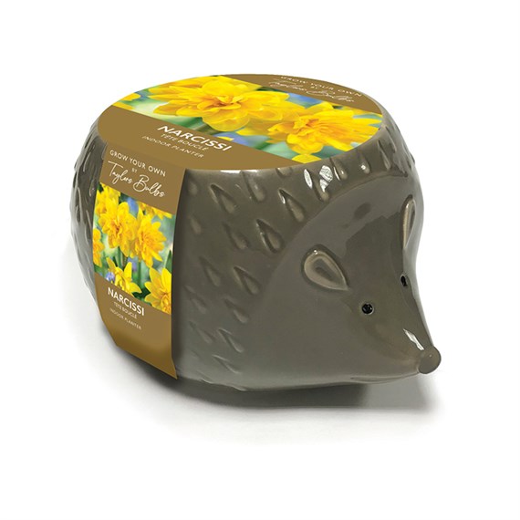 Taylors Bulbs Novelty Hedgehog Nacissus Bulbs (AH98)