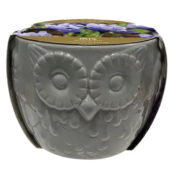 Taylors Bulbs Novelty Owl Planter Iris Bulbs (AH97)