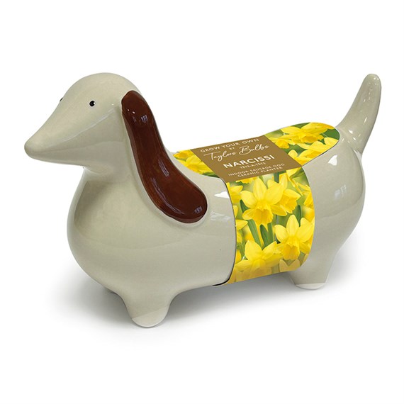 Taylors Bulbs Novelty Sausage Dog Planter Narcissus Bulbs (AH100)