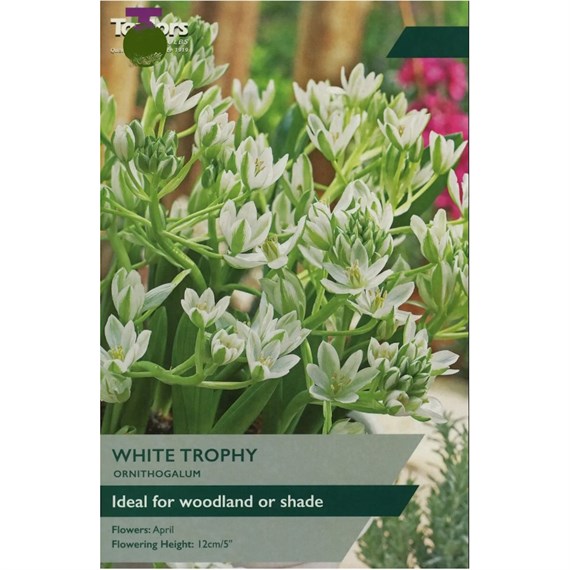 Taylors Bulbs Ornithogalum White Trophy - Pack of 15 (TP910)