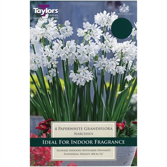 Taylors Bulbs Paperwhite Grandiflora - Pack of 3 (TP183)