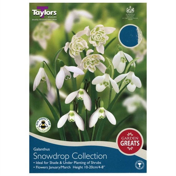 Taylors Bulbs Snowdrop Collection - Pack of 20 (AV600)