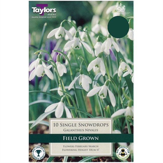Taylors Bulbs Snowdrops Single Field Grown Value Pack - Pack of 35 (AV341)