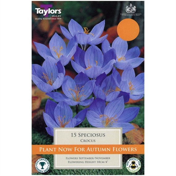 Taylors Bulbs Speciosus - Pack of 12 (TP684)