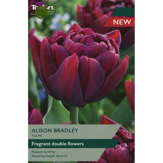 Taylors Bulbs Tulip Alison Bradley - Pack of 5 (TP434)