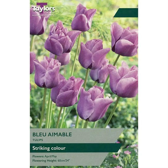 Taylors Bulbs Tulip Bleu Aimable - Pack of 6 (TP403)