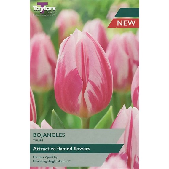 Taylors Bulbs Tulip Bojangles - Pack of 6 (TP381)