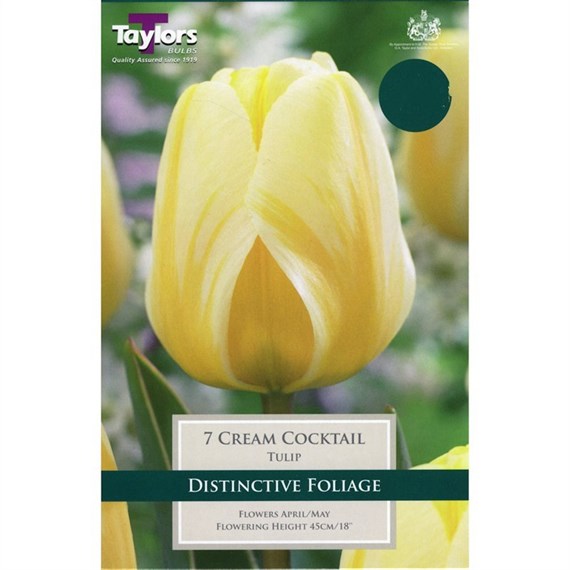 Taylors Bulbs Tulip Cream Cocktail - Pack of 7 (TP414)