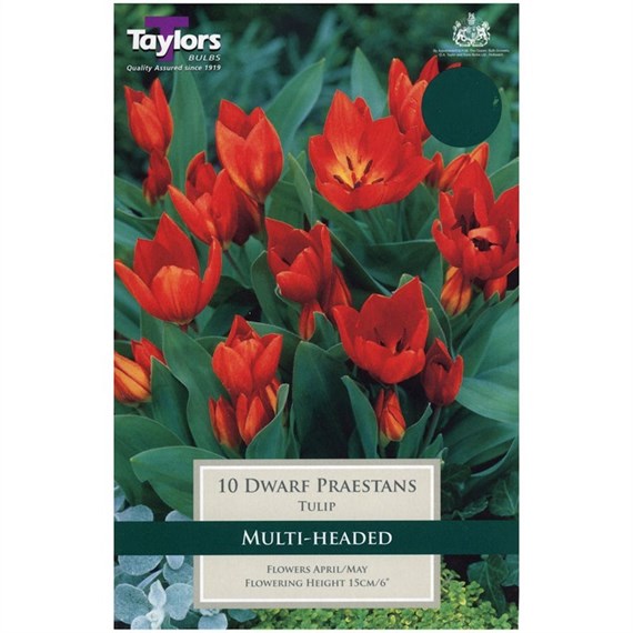 Taylors Bulbs Tulip Dwarf Praestans - Pack of 12 (TP549)