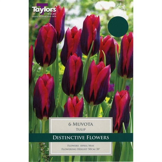 Taylors Bulbs Tulip Muvota - Pack of 6 (TP406)