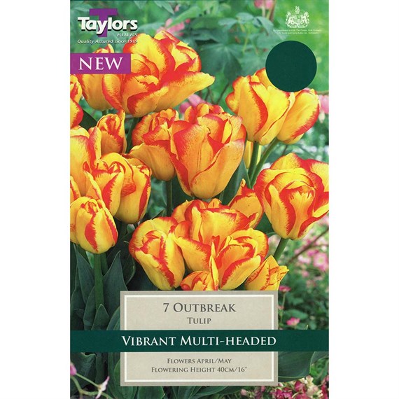 Taylors Bulbs Tulip Outbreak - Pack of 7 (TP398)