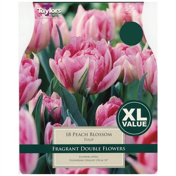 Taylors Bulbs Tulip Peach Blossom - Pack of 12 - XL Value Range (XL443)