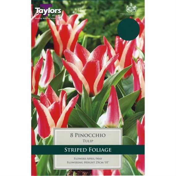 Taylors Bulbs Tulip Pinocchio - Pack of 8 (TP521)