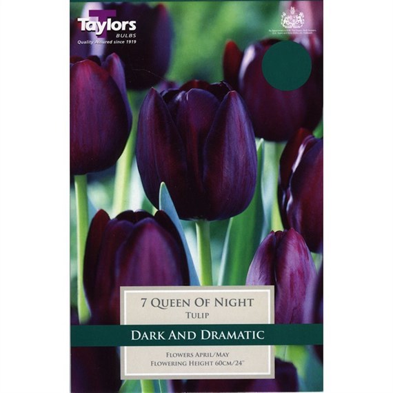 Taylors Bulbs Tulip Queen of Night - Pack of 6 (TP422)