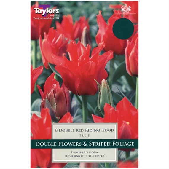 Taylors Bulbs Tulip Red Impression - Pack of 7 (TP377)