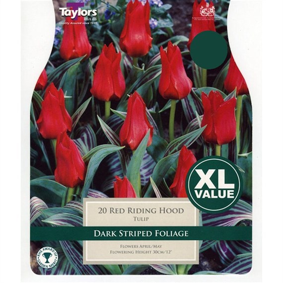 Taylors Bulbs Tulip Red Riding Hood - Pack of 18 - XL Value Range (XL522)