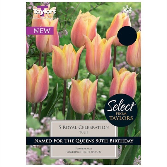Taylors Bulbs Tulip Royal Celebration - Pack of 7 (SE2219)