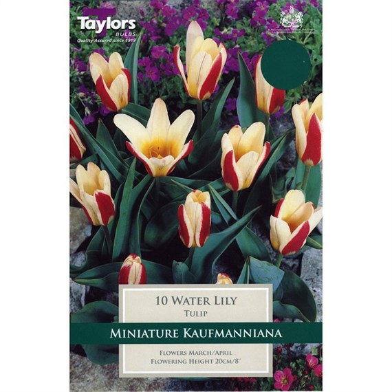 Taylors Bulbs Tulip Water Lily - Pack of 10 (TP570)