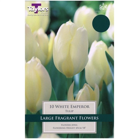 Taylors Bulbs Tulip White Emperor - Pack of 8 (TP544)