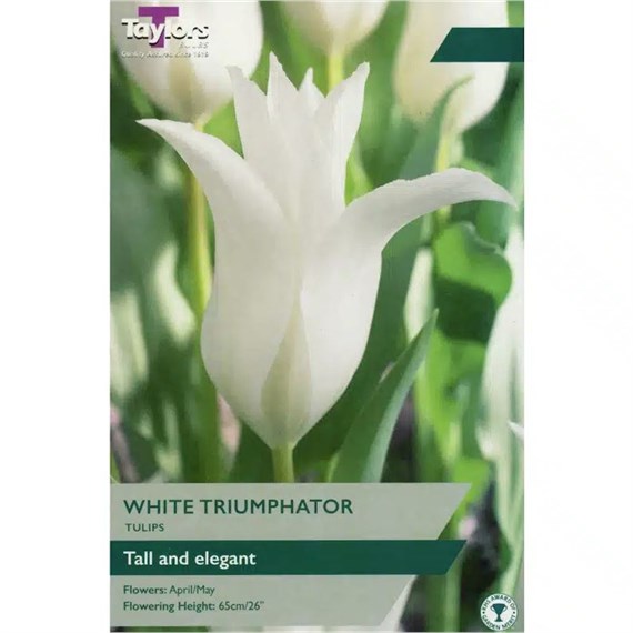Taylors Bulbs Tulip White Trumphator - Pack of 6 (TP490)