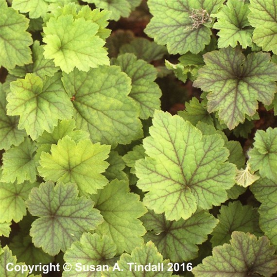 Tellima Grandiflora Perennial Plant 2L Pot - Set of 3