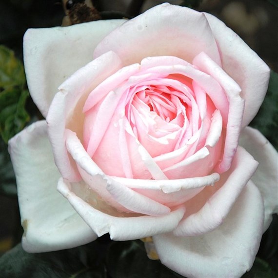 The New Dawn Climbing Rose - 5.5L