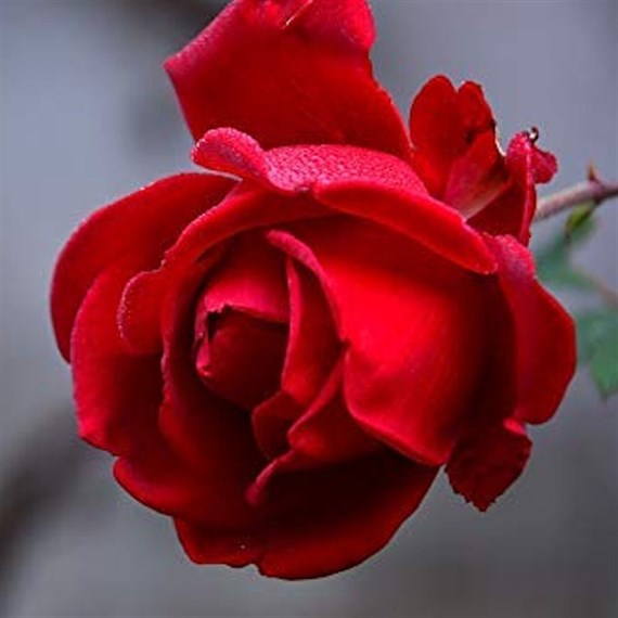 Thinking of You Hybrid Tea Rose Bush 5.5L Pot