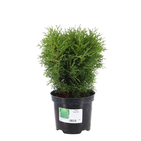 Thuja 'Tiny Tim' - 3L Pot