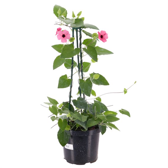 Thunbergia Pink 4L Pot Bedding