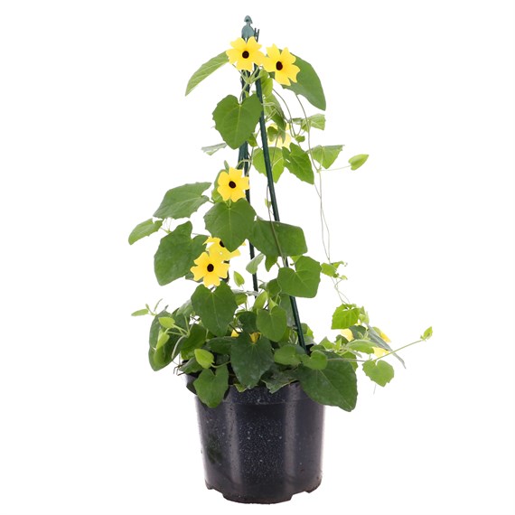 Thunbergia Yellow 4L Pot Bedding