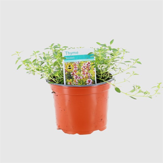 Thyme Golden 10.5cm Pot Bedding