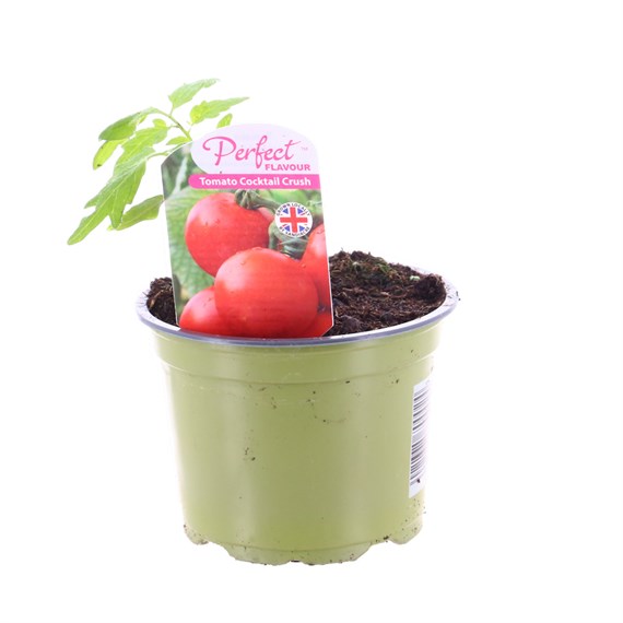 Tomato Cocktail Crush 10.5cm Pot Vegetable