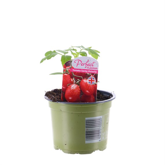 Tomato Santa Victoria 10.5cm Pot Vegetable
