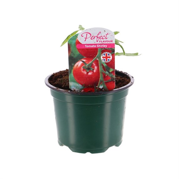 Tomato Shirley 10.5cm Pot Vegetables