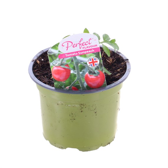 Tomato Sun Peach 10.5cm Pot Vegetable