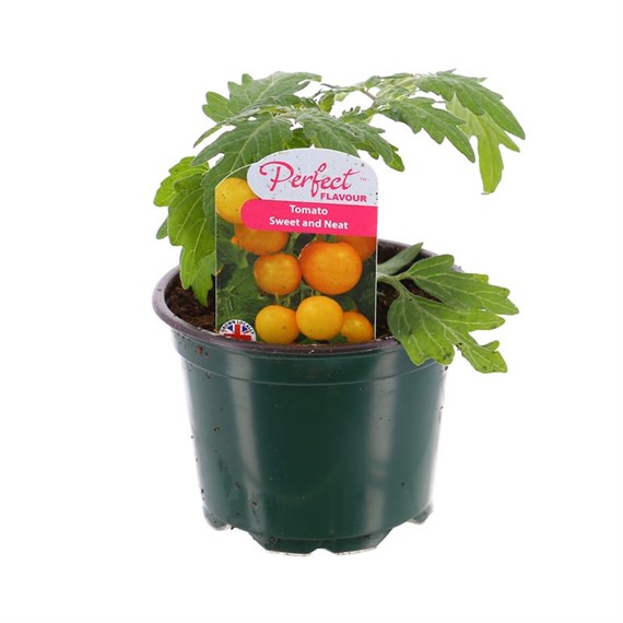 Tomatoes Sweet & Neat 10.5cm Pot Vegetables