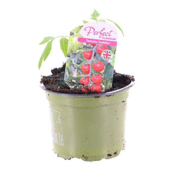 Tomato Toddler 10.5cm Pot Vegetable