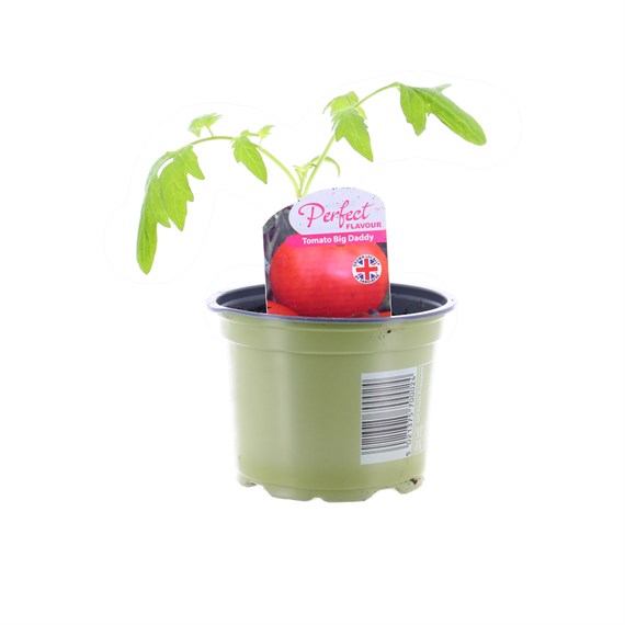 Tomato Big Daddy 10.5cm Pot Bedding Vegetables