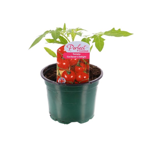 Tomatoes Gardeners Delight 10.5cm Pot Bedding Vegetables