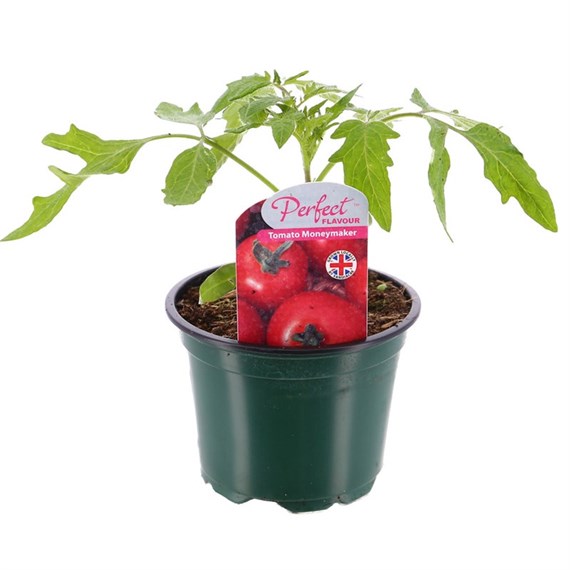 Tomatoes Moneymaker 10.5cm Pot Bedding Vegetables