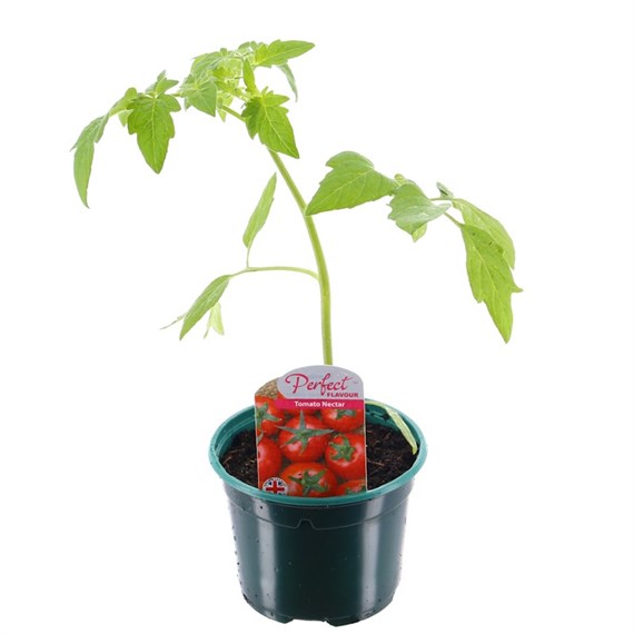 Tomato Nectar 10.5cm Pot Bedding Vegetables