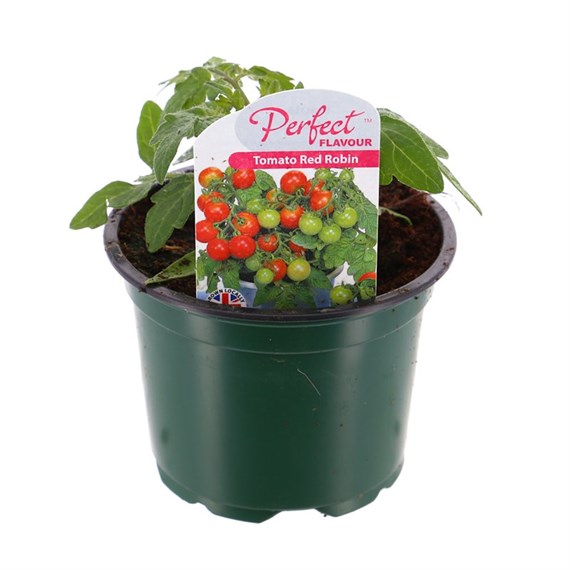 Tomato Red Robin 10.5cm Pot Bedding Vegetables