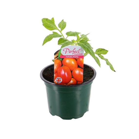 Tomato Roma 10.5cm Pot Bedding Vegetables